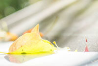 战赛的导火 战赛的导火